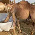 قعود عمره سنه ونص تربية اربع اشهر