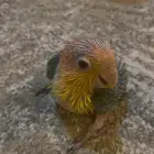 كايك وايت بيلي ( فرخ غر )