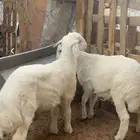 طليان حري للبيع