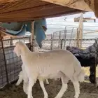 طليان حريات