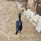 شامو الماني