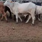 عجول برازيلية للبيع