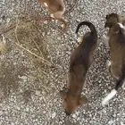 كلاب بلدي عمر شهرين للتبني