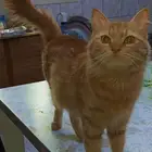 قطه انثي العمر سنتين للتبني