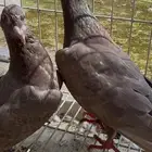 حمام زاجل براون سوبر جامبو للعرض ( ليست للبيع )