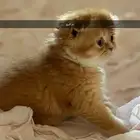 قطط كيتن سكوتش يوجد ذكور للتزاوج