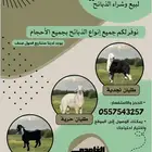 طلي و رخال تم البيع