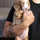داشهاوند انثى dachshund