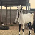 ماعز مشروكة بيع مستعجل