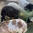 خرفان طيبات للبيع
