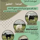 طليان مناسبات