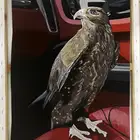 طلبات رسم