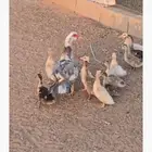 بط بح مصري مسكوفي