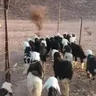 طليان ورخال تربيه