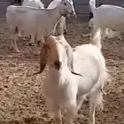 ماعز بورقوت مقاني هجين