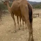 خلفة ساحلية