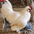 ديك أبيض مكس سلكي فيومي