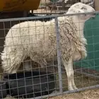 للبيع فحل حري صنف من حلال مطر زايد الدهيمي