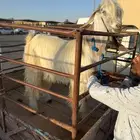 تيس فحل طيب