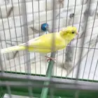 كناري مغرد منتج