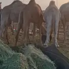 قعدان لحم طيبات