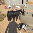 عنز خلفه معها 2