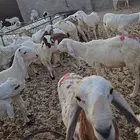 غنم سواكني جذعان مرابي ذبائح طليان
