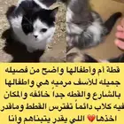 قطه ام واطفالها للتبني