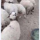 ذبائح برية