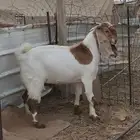 تيوس فاخره