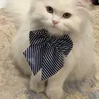 قطة شيرازية للتبني