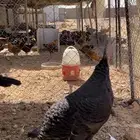 دجاج رومي صك اسود فاخر