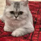 قطط للبيع شيرازي