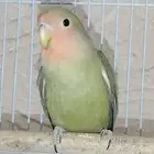 للبيع طير روز 120