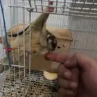 ازواج سنجاب الطاير