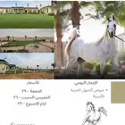 إيواء خيل ربط للإيجار الشهري ومنتجع واستراحة للايجار اليومي