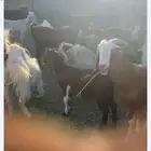 ماششاءالله حلا ل البيع جمله العدد 43 راس البي جمله