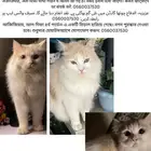 قطة ضائعة مفقودة مكافأة مالية