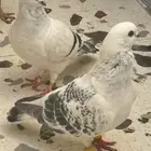 جوز حمام شامي بوز منتج