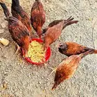 دجاج بلدي للبيع