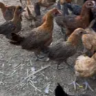 فراريج فيومي ذهبي ع تركي