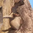 قعود طيب للبيع