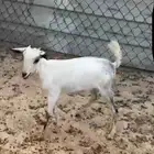 جفرة جنوبية داغورة
