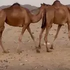 مراح ابل حمر للبيع خوات وبنات بعض