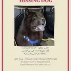 كلب مفقود في حي القدس