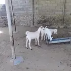 تيس وجفرتين بهم