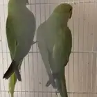 درة للبيع للإنتاج 300 للحبة