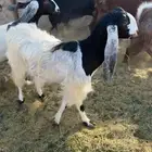 حلال للبيع الموقع تبوك معهم فحلين