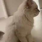 قطط كيتن للبيع مكة