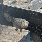 دجاجه بلدي بشاير للبيع